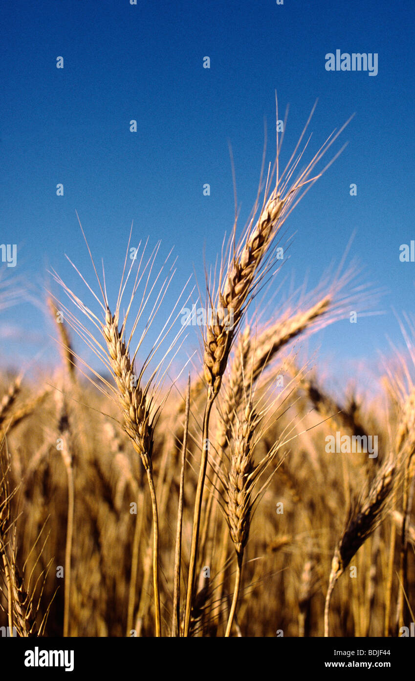 Wheat crop australia and close up hi-res stock photography and images ...