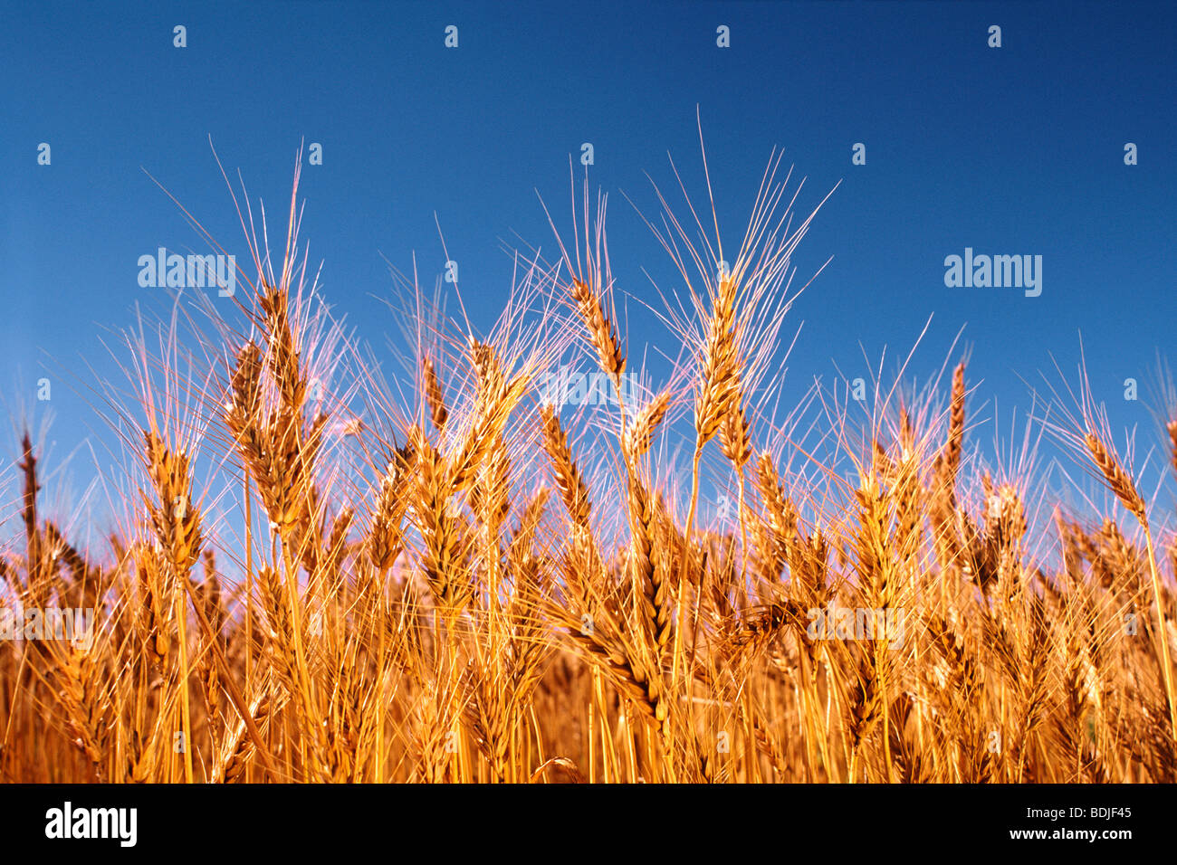 Австралия производство пшеницы.