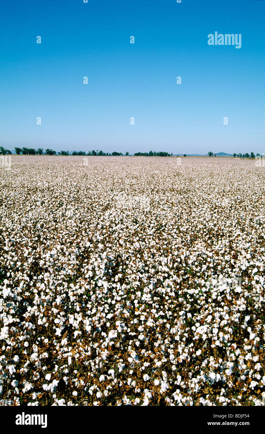 Cotton Crop High Resolution Stock Photography and Images - Alamy