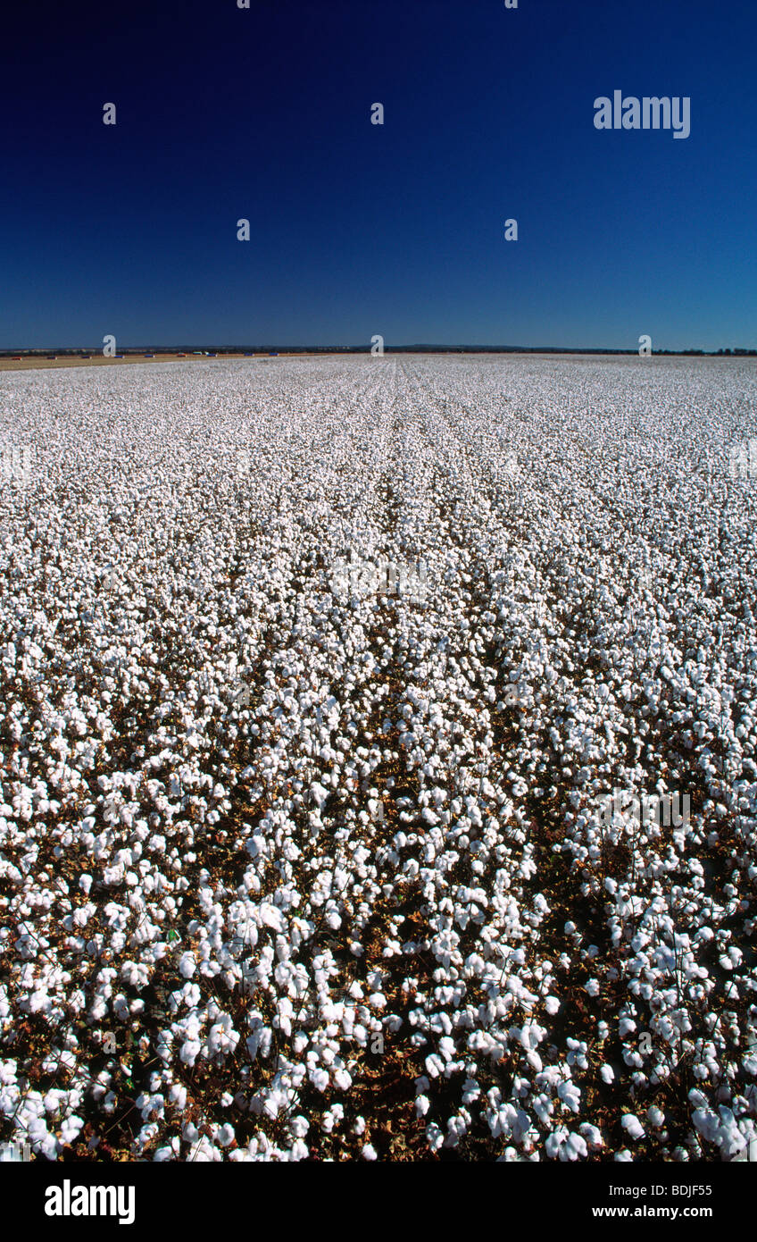 Cotton Crop High Resolution Stock Photography and Images Alamy