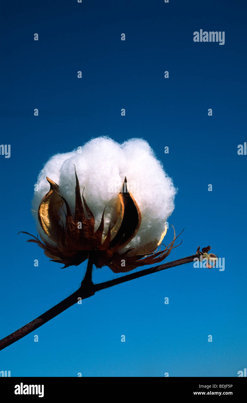 Cotton plant close up hi-res stock photography and images - Alamy