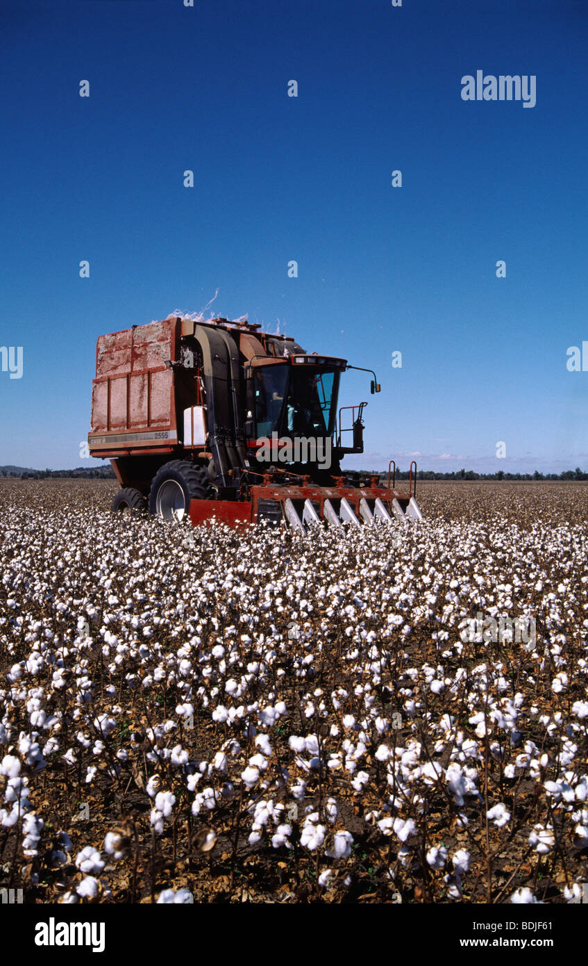 Cotton Harvesting, Australia Stock Photo Alamy