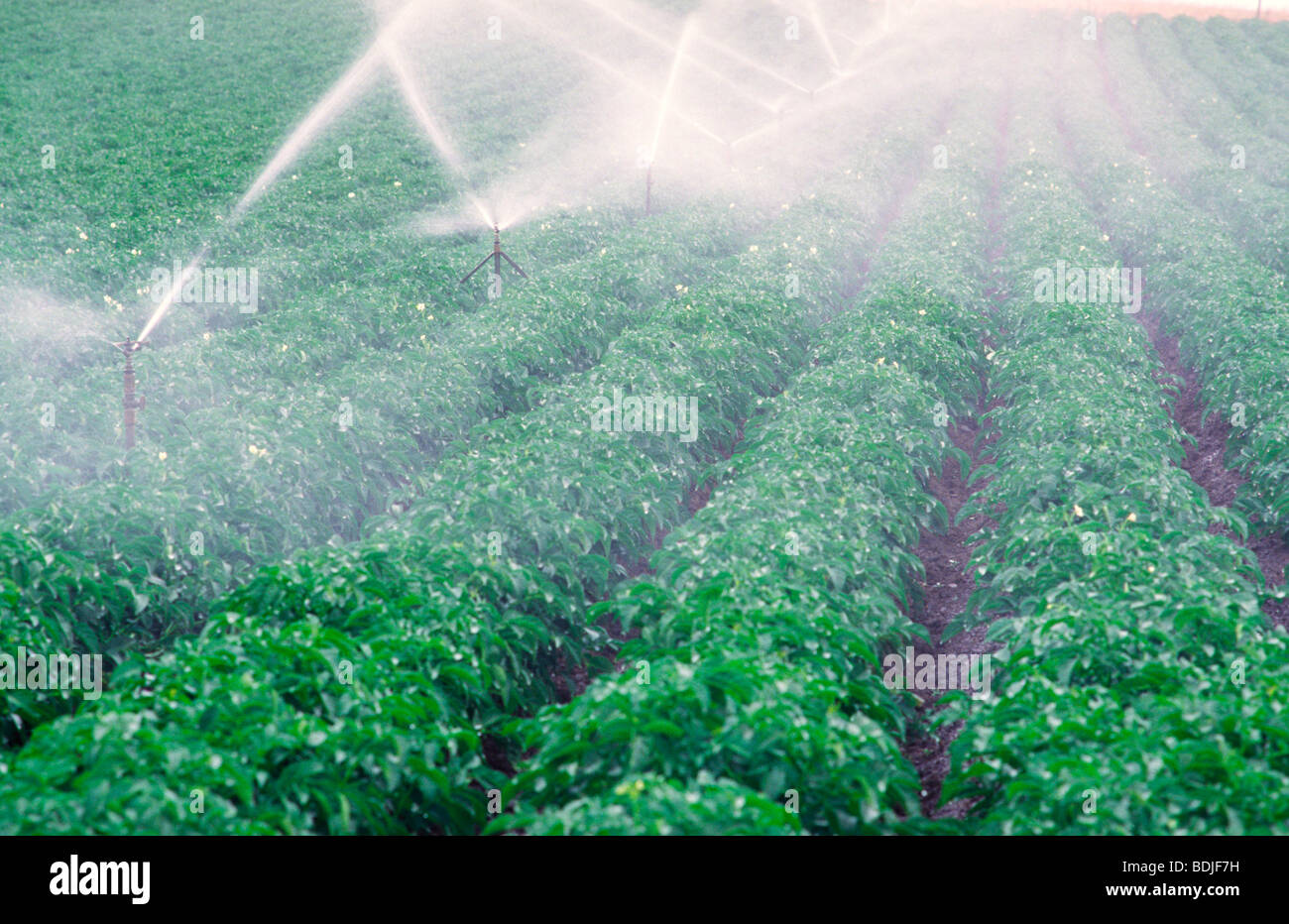 Spray Irrigation of Potato Crop Stock Photo Alamy