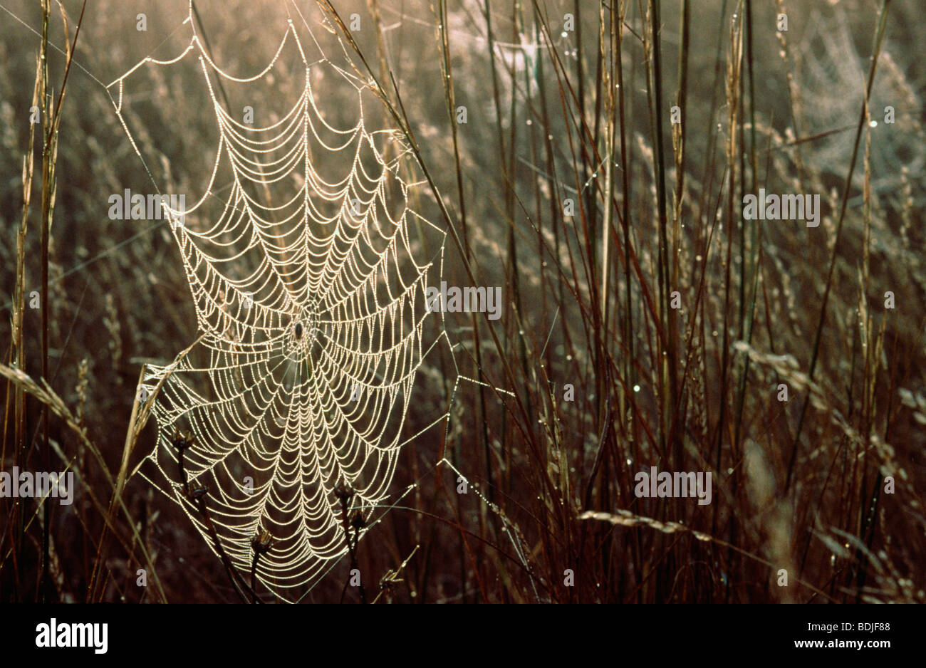 Spider's Web in the Early Morning Dew Stock Photo