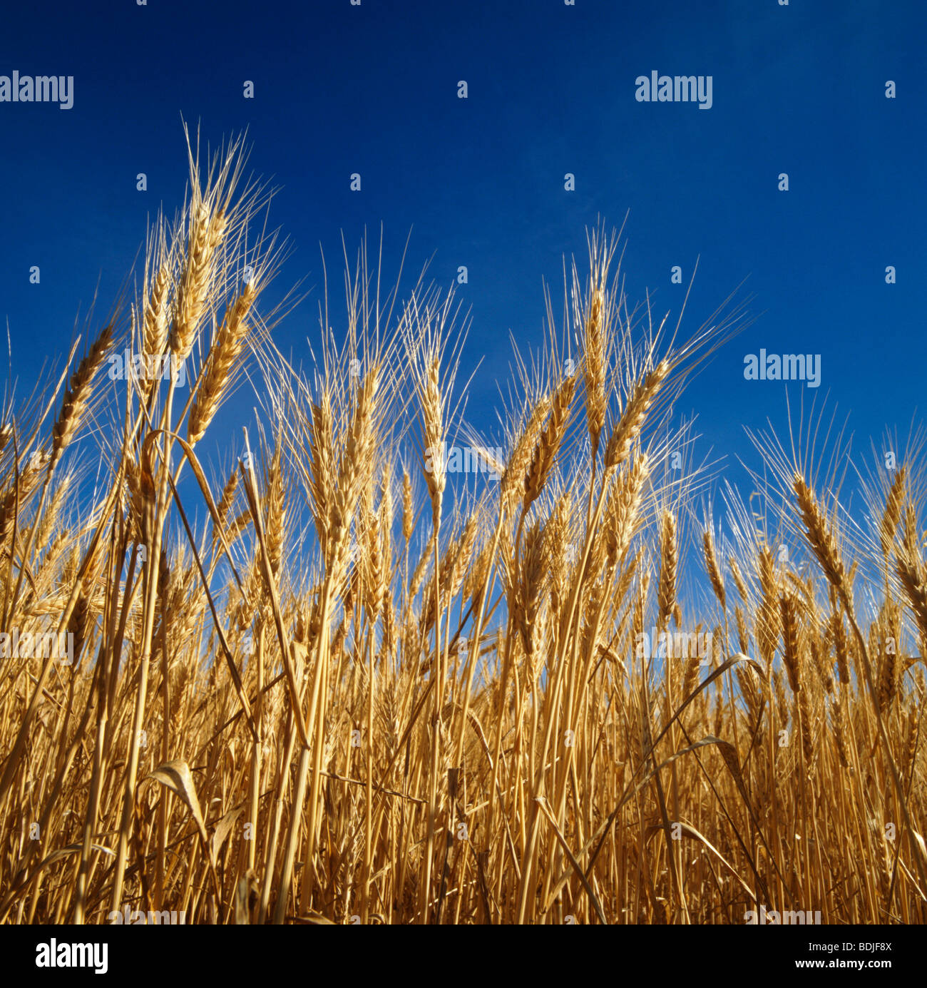 Wheat, Ready for Harvest, Close-up Stock Photo