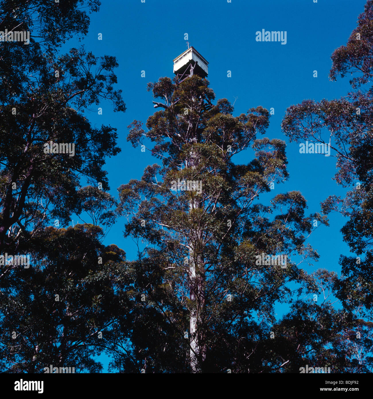 Karri Forest, Diamond Tree Lookout, Manjimup, Australia Stock Photo