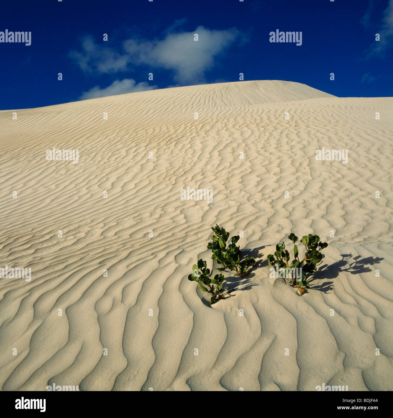 Plant Growing in Sand Dune, Nambung National Park, Australia Stock Photo