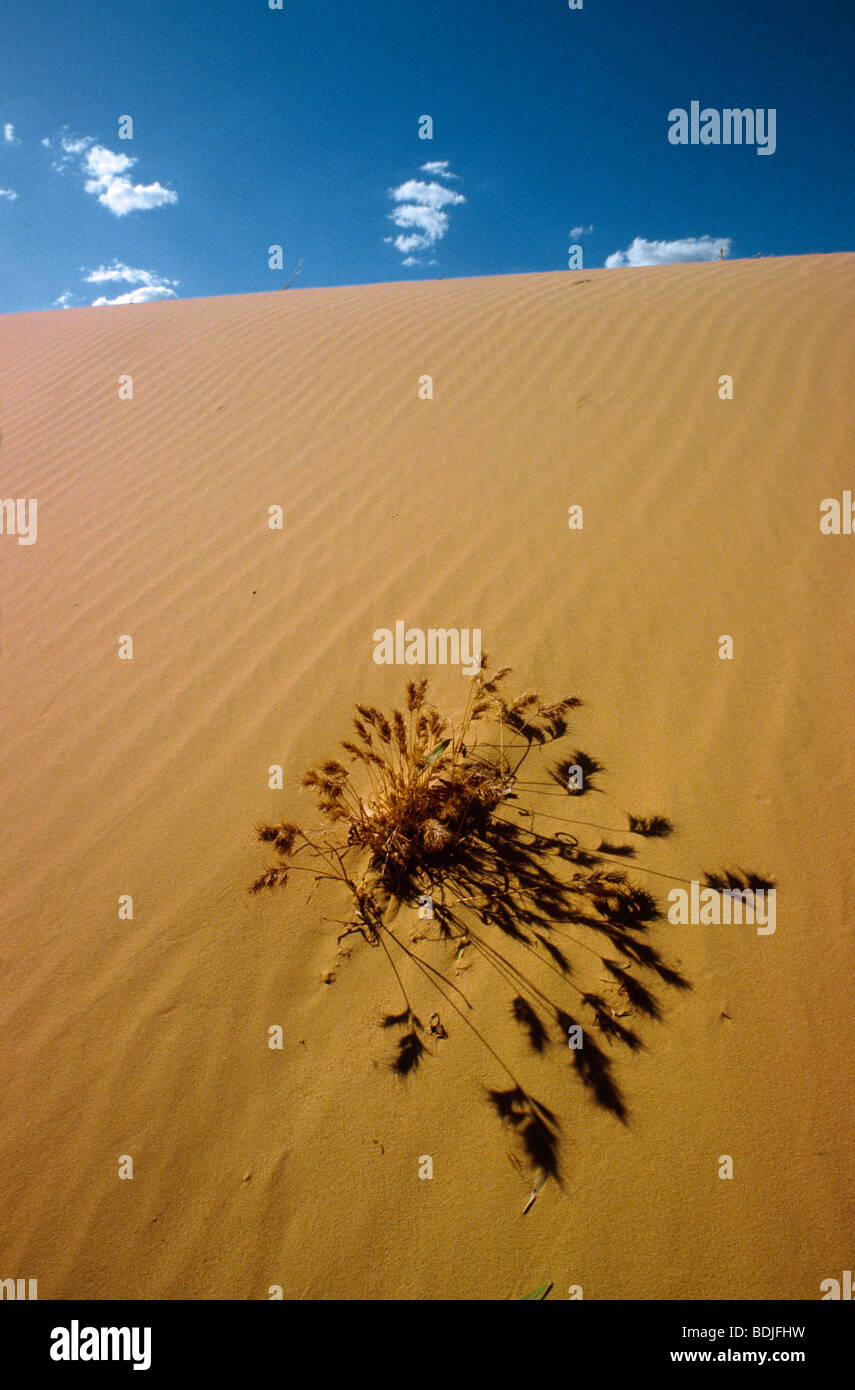 Desert, Plant Growing in Sand Dune Stock Photo Alamy