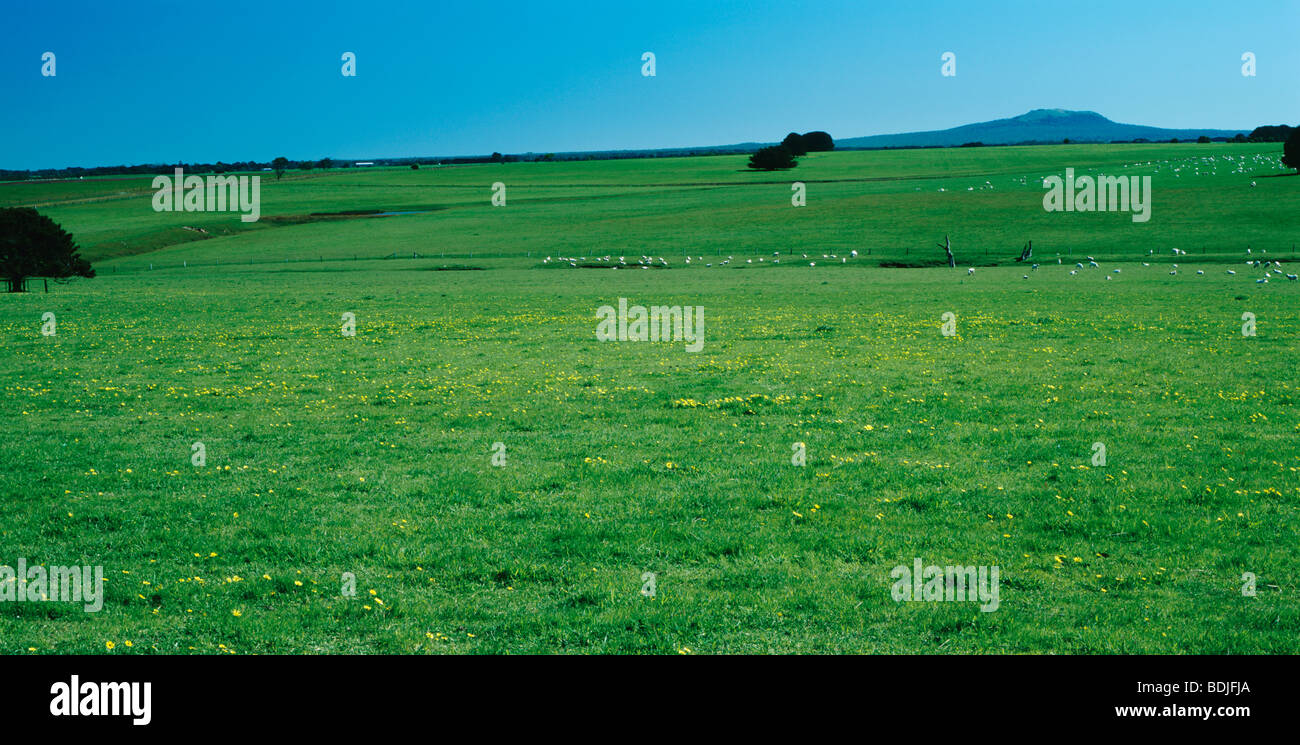 Landscape, Green Fields, Sheep Grazing in the Distance Stock Photo - Alamy