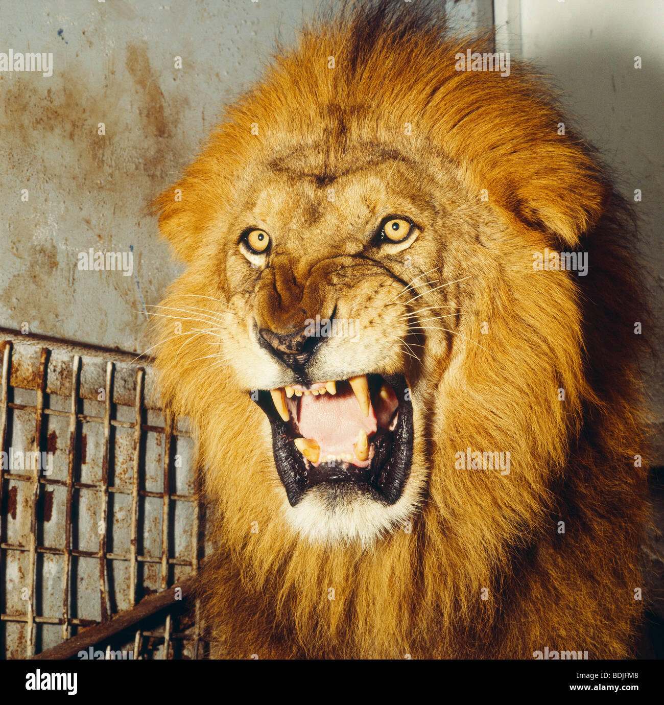 Lion Roars Stock Illustrations – 116 Lion Roars Stock