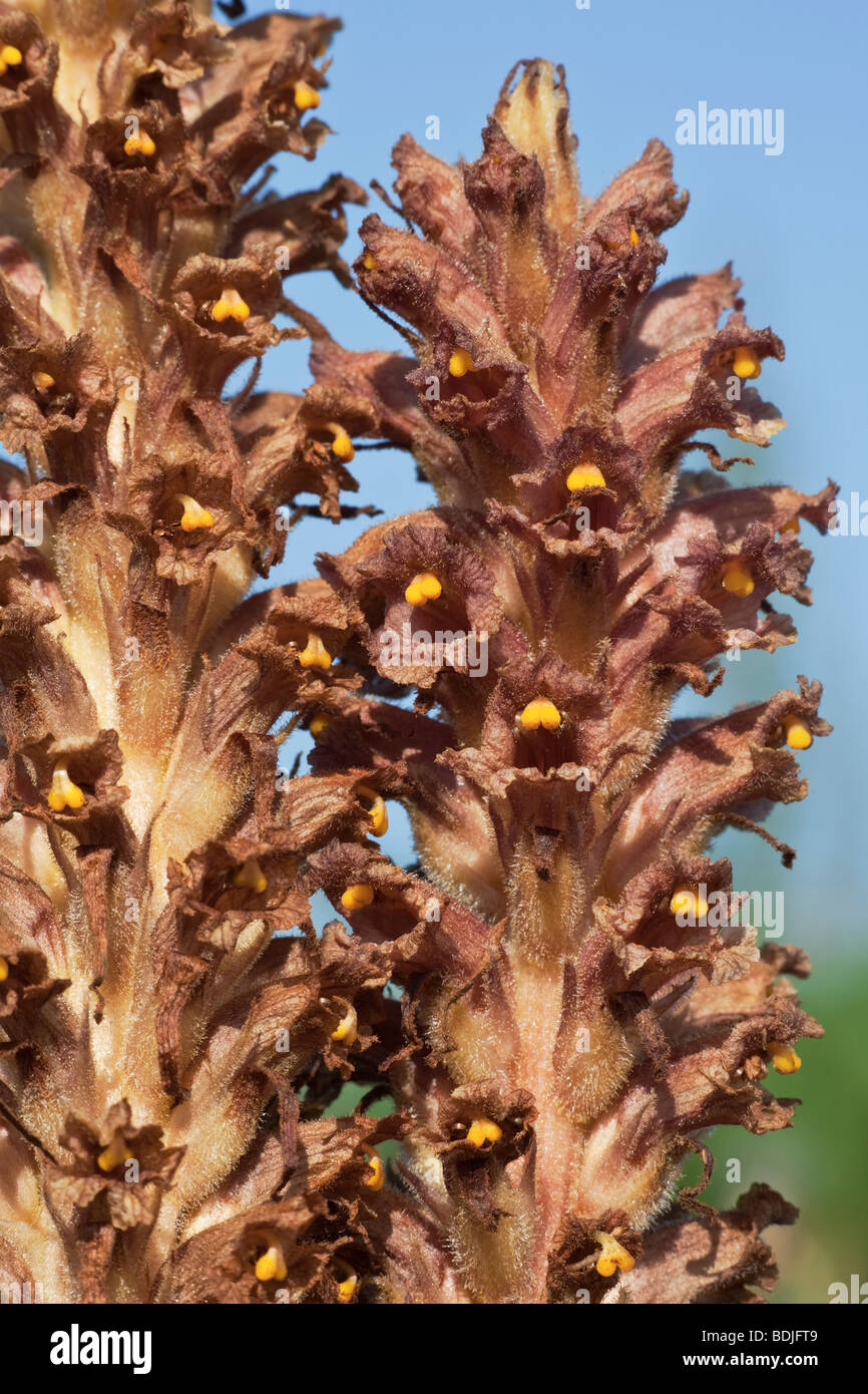 A close up of the flowering spike of the parasitic Knapweed Broomrape Stock Photo
