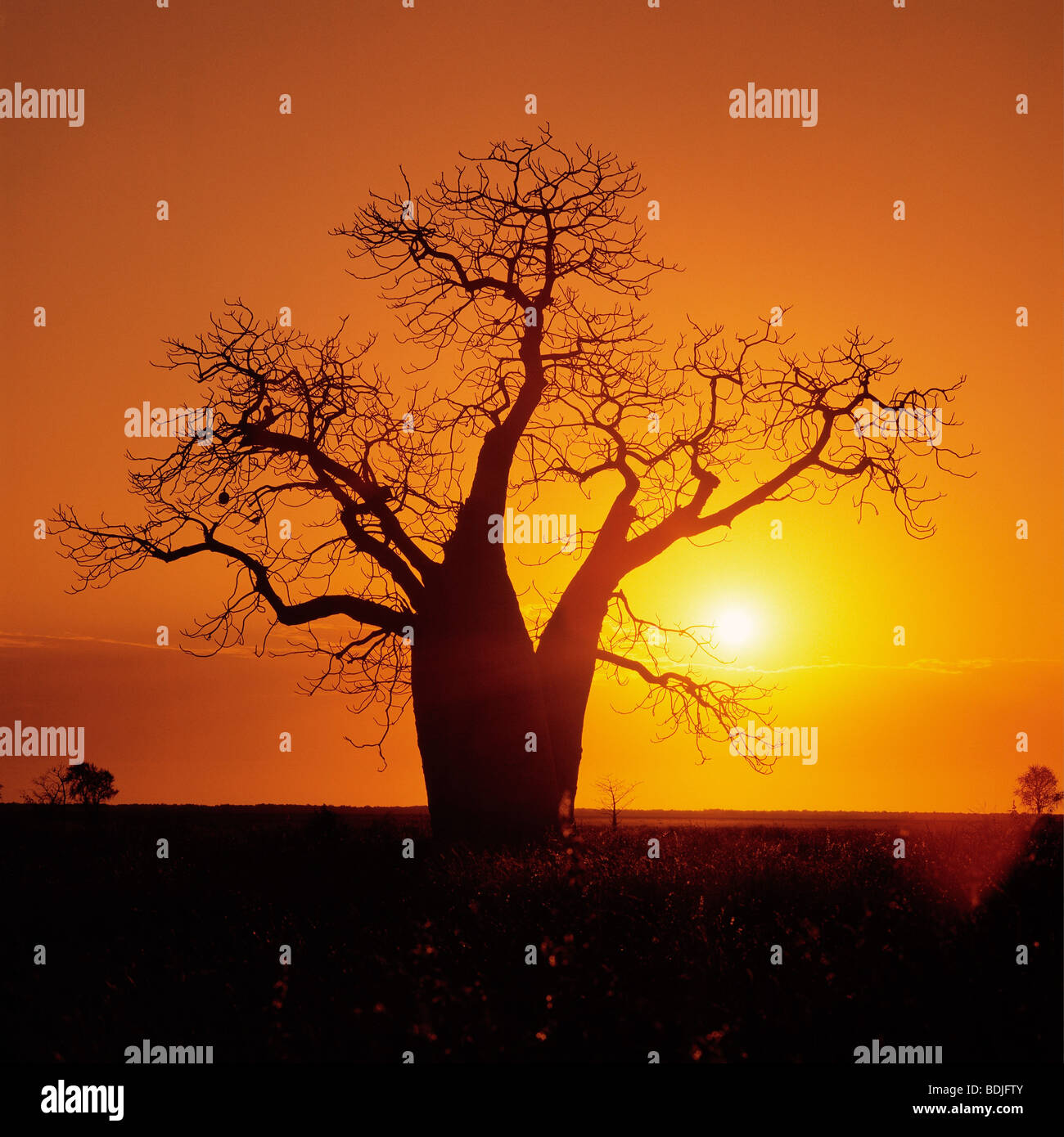 Boab Tree, Sunset Silhouette, Kimberley Region, Australia Stock Photo