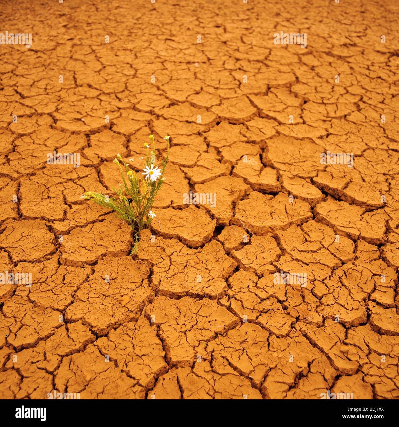 Wildflower Growing in Arid Cracked Earth Stock Photo
