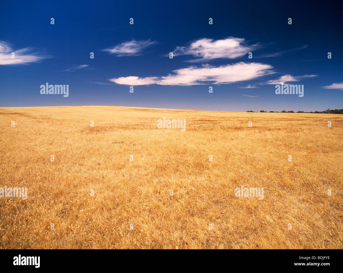 Landscape, Dry Grass Covered Plain Stock Photo Alamy