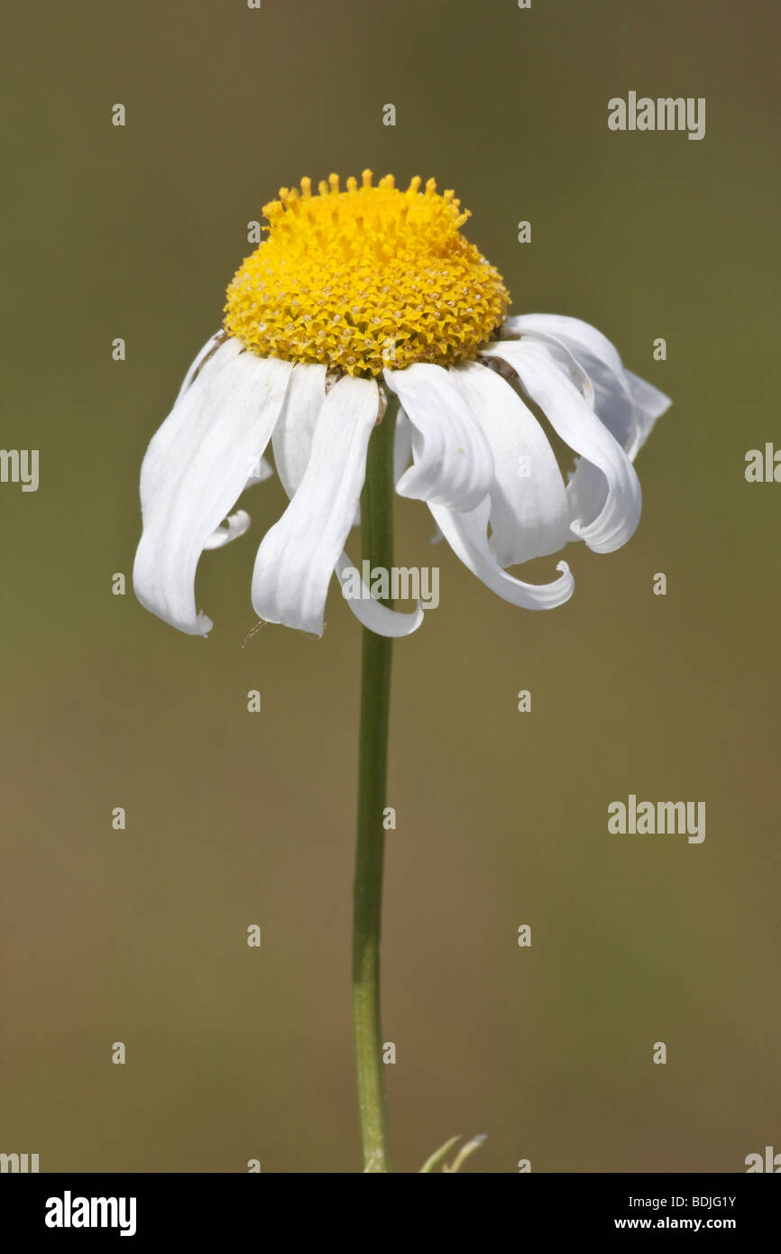 A close up of the flower of the Scentless Mayweed Stock Photo Alamy