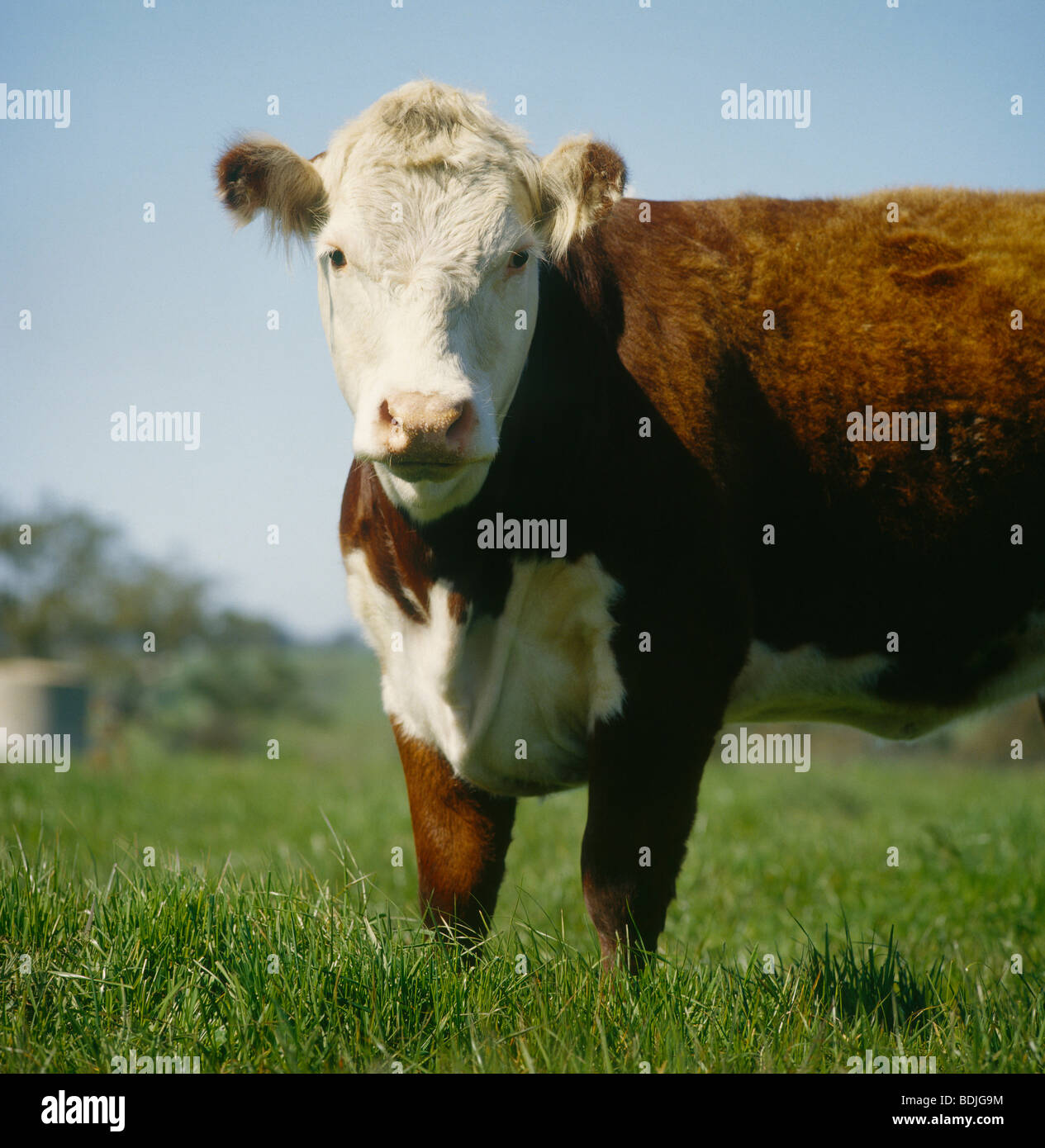 Beef Cattle, Hereford Heifer Grazing Stock Photo