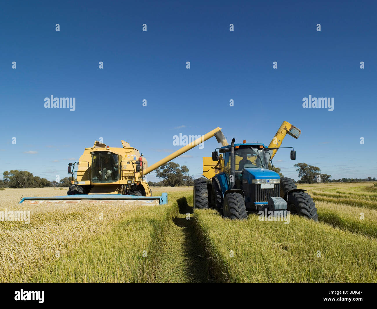 Rice Harvesting, Australia Stock Photo Alamy