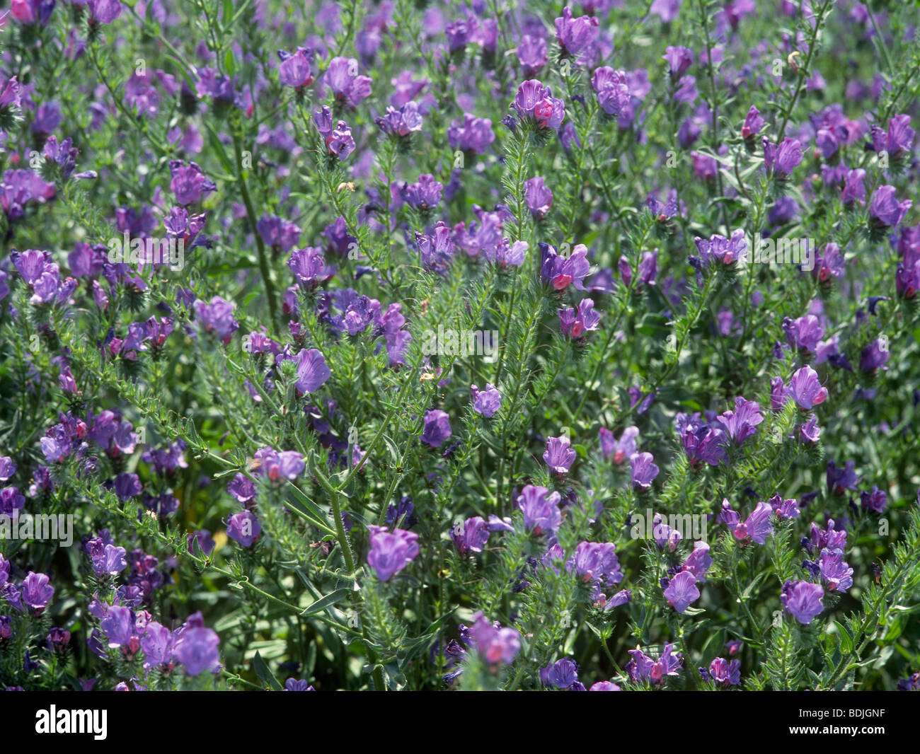 Australian weed flower hi-res stock photography and images - Alamy