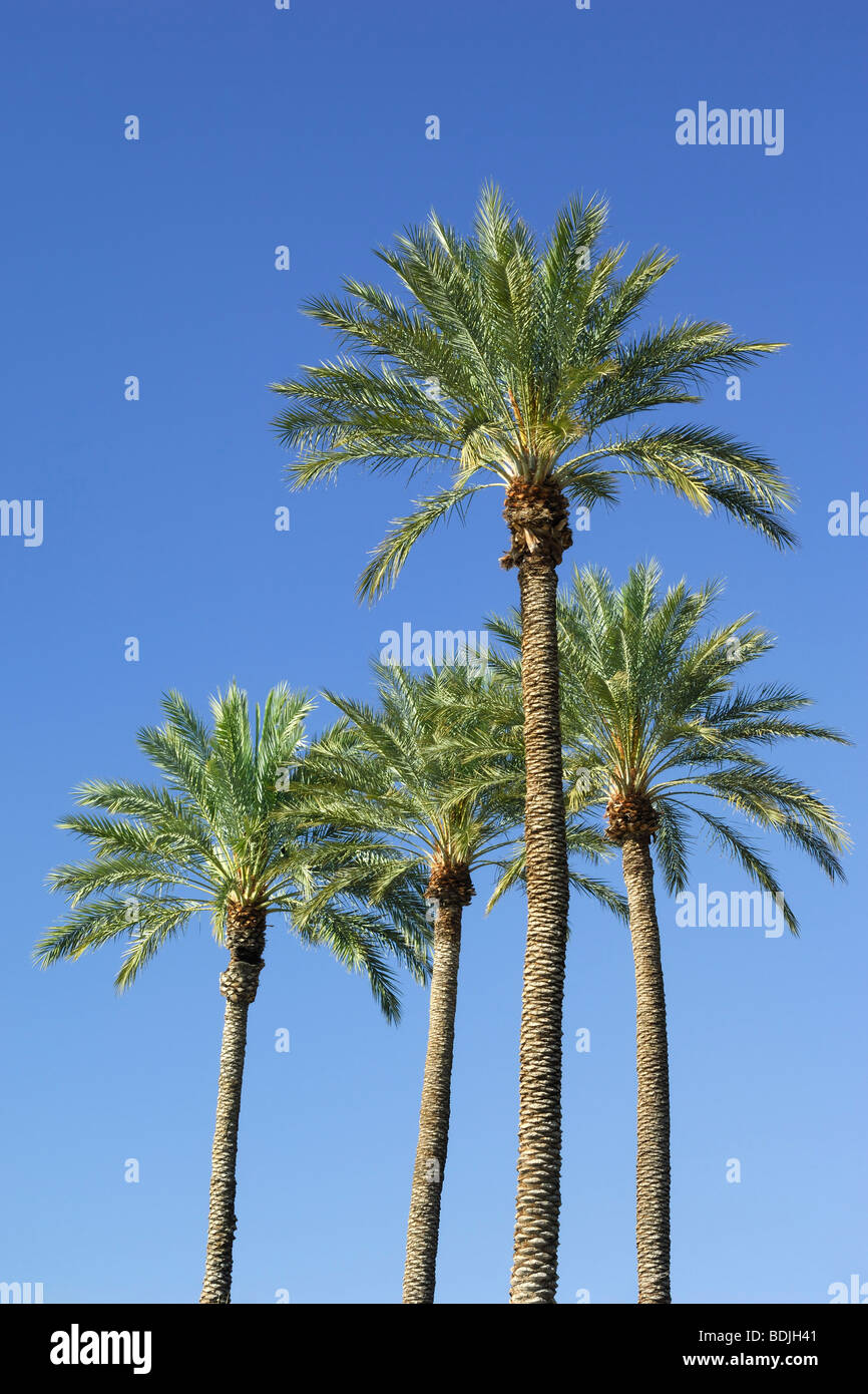 Palm Trees in Las Vegas, Nevada, USA Stock Photo - Alamy