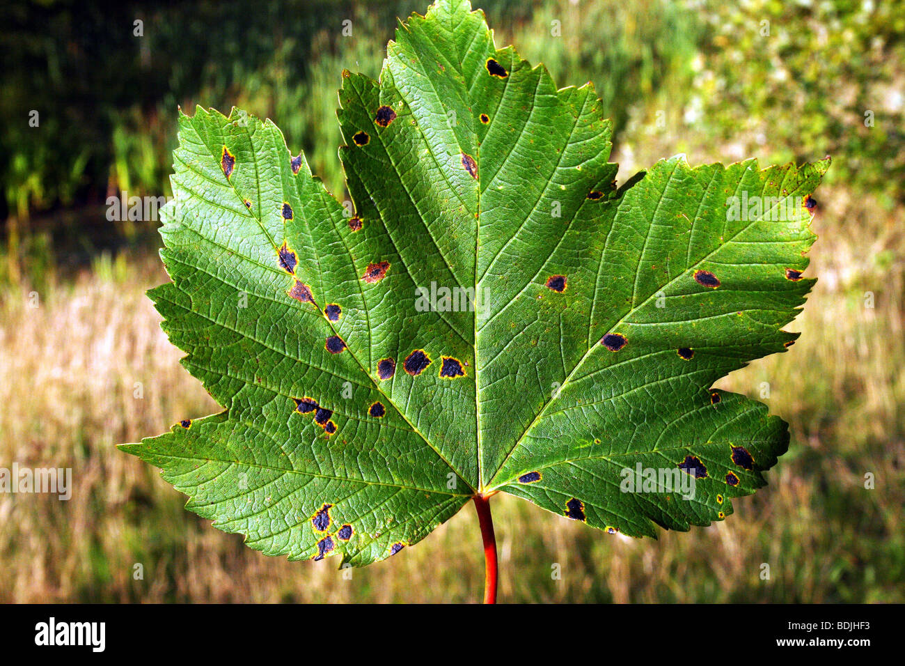 Sycamore leaf aka Sycamore Maple Acer pseudoplatanus Family Sapindaceae showing Tar spot Fungi Rhytisma acerinum at early stages Stock Photo