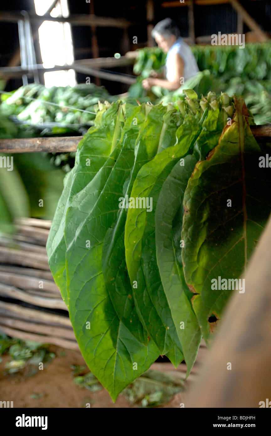 hanging tobacco leaves B+W(photo) Nick Perdomo Explains How Freshly