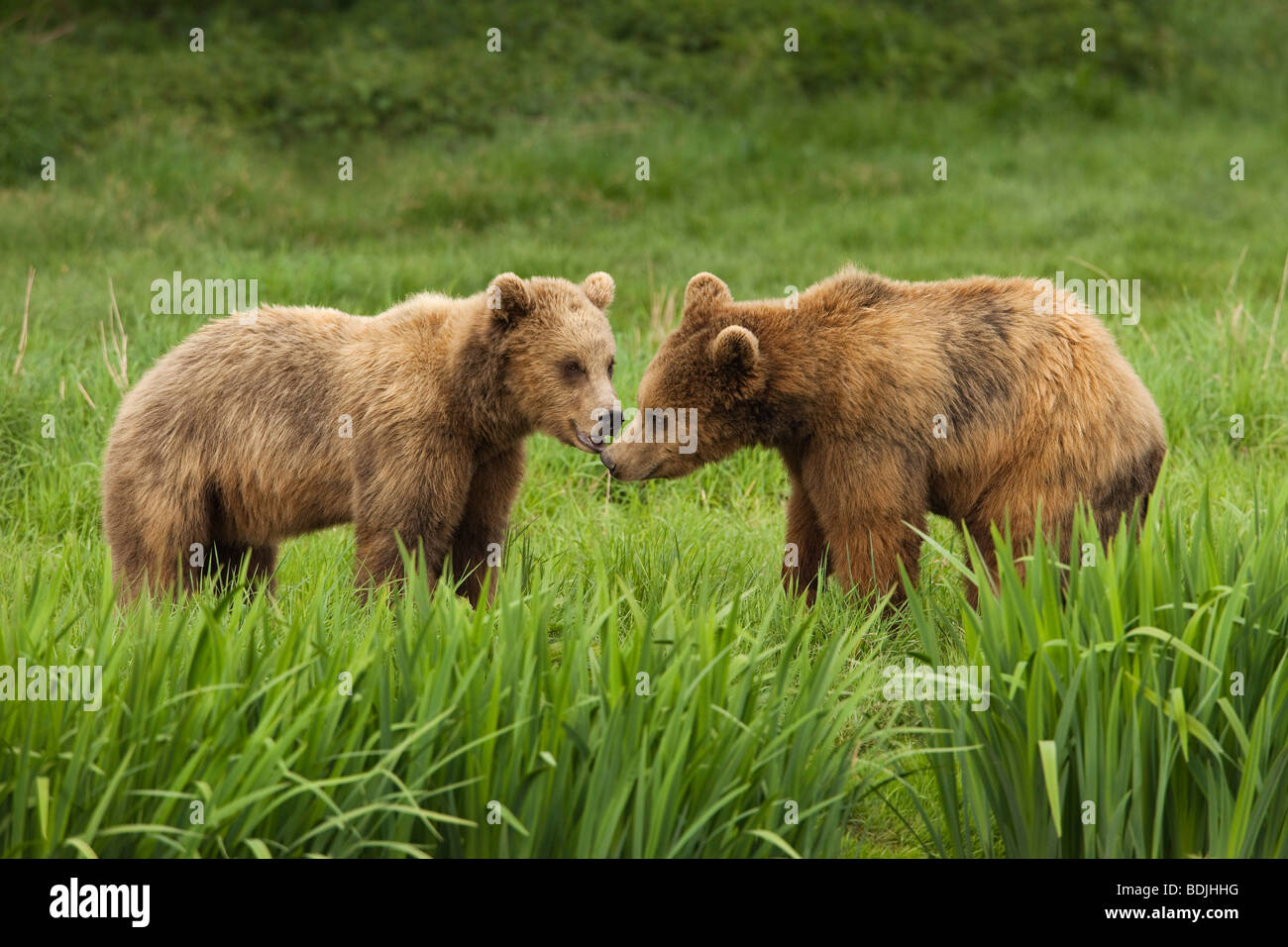 Brown Bears Stock Photo