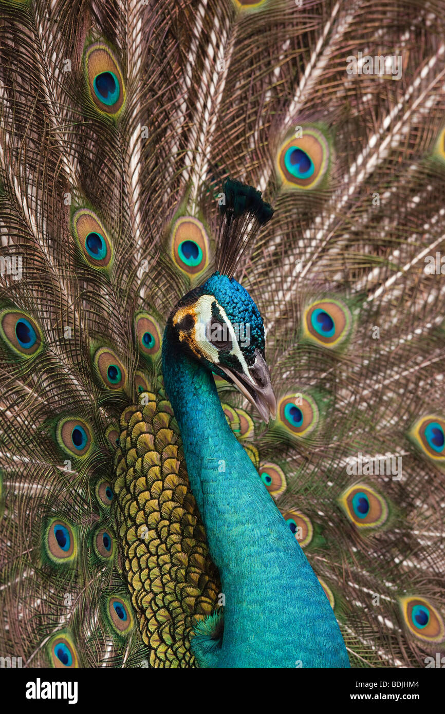 Single Peacock Feather High Resolution Stock Photography and Images - Alamy