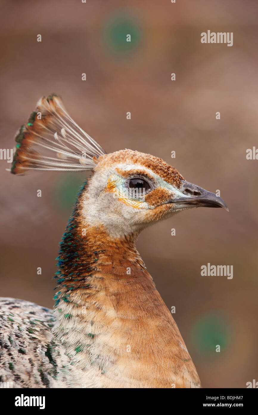 Female Peacock Stock Photo