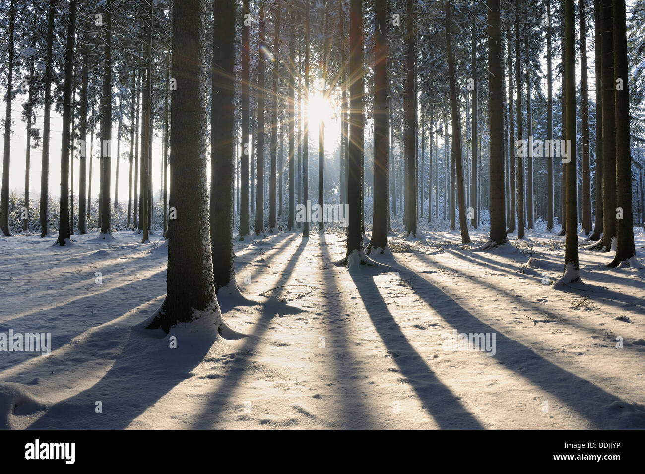 Forest in Winter, Odenwald, Hesse, Germany Stock Photo