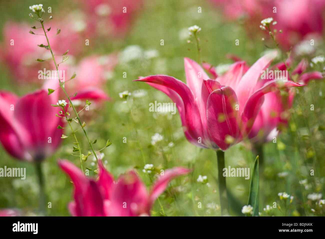 Field of Pink Tulips Stock Photo - Alamy