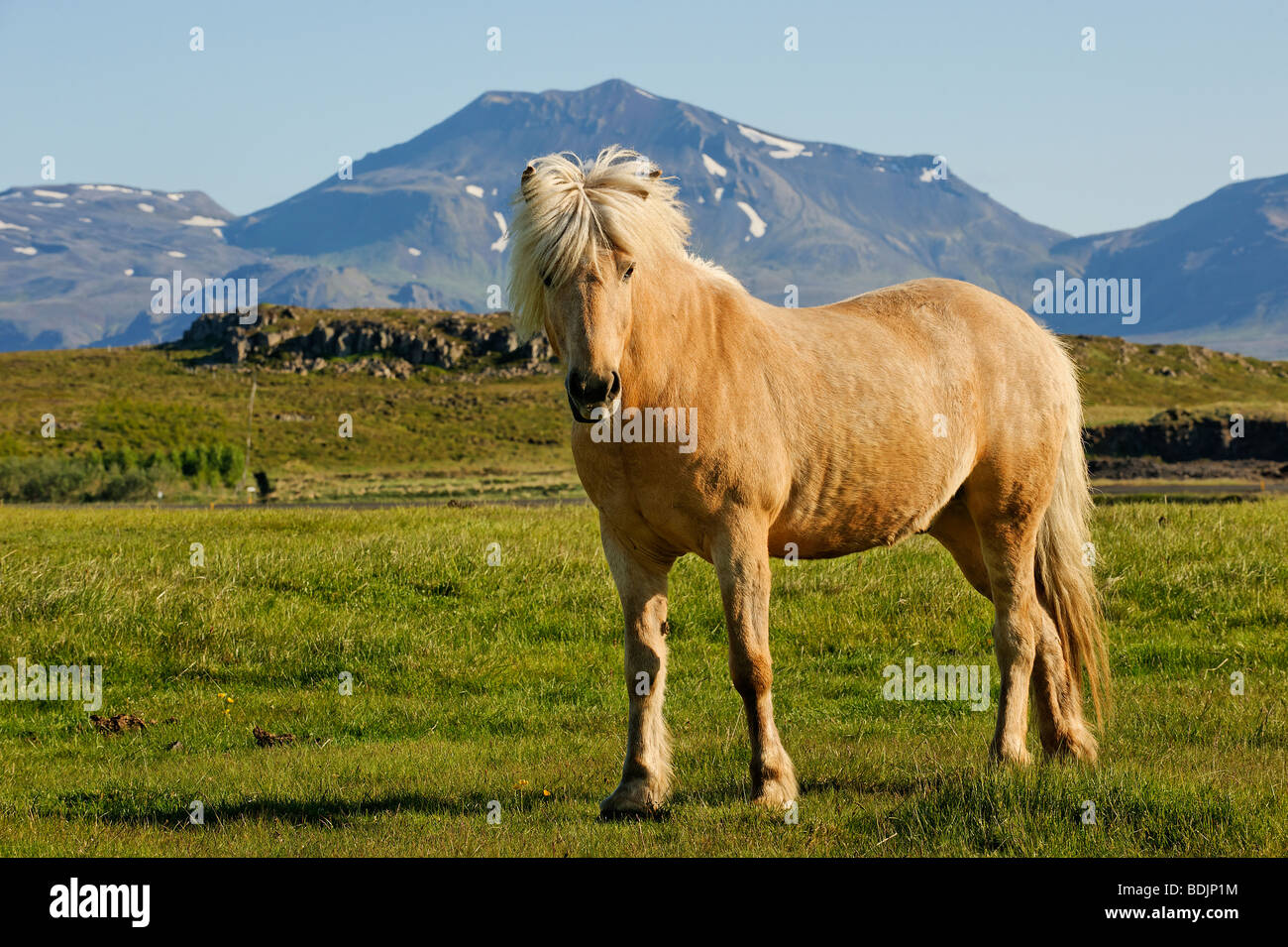 Icelandic pony, near Stykkisholmur, Snaefellsnes Peninsula Stock Photo