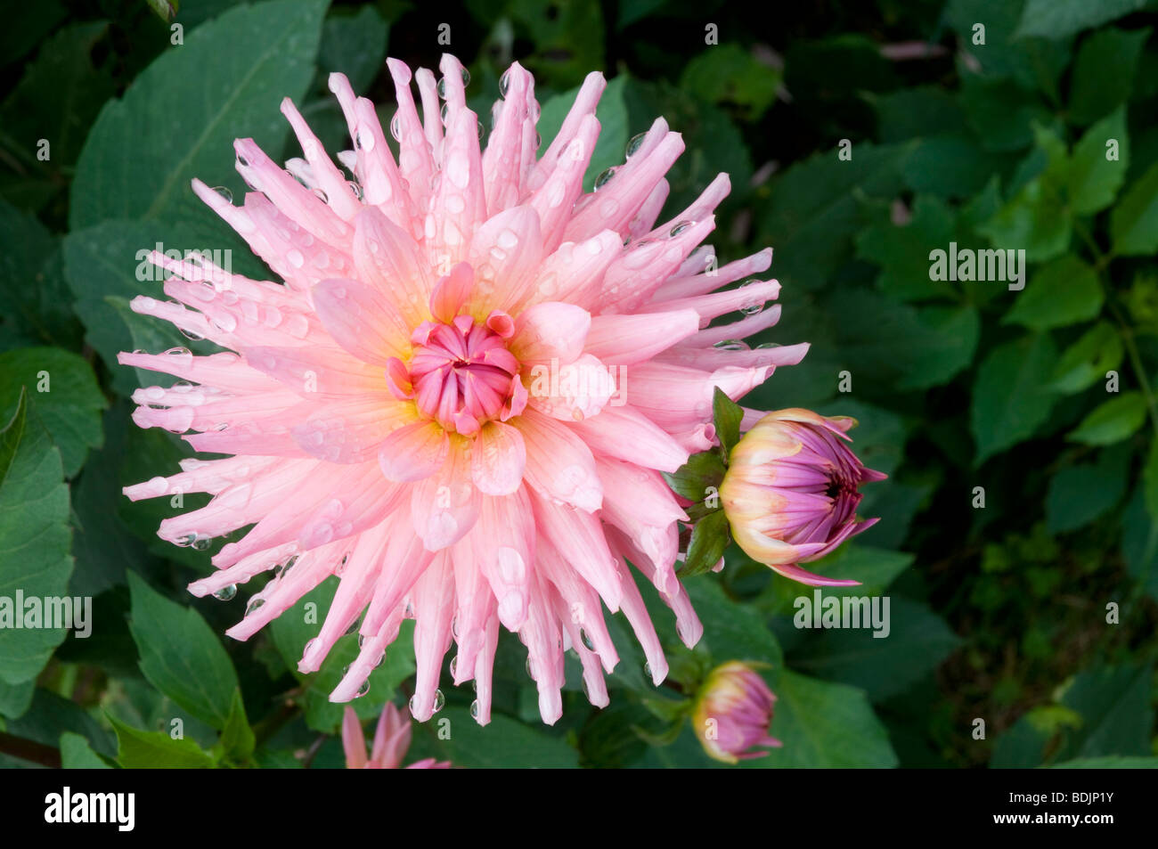 Pink dahlia flower. Stock Photo