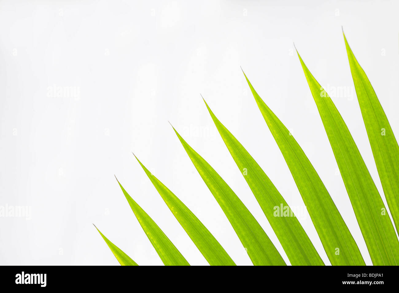 Close-up of Fan Palm Leaves on White Background Stock Photo