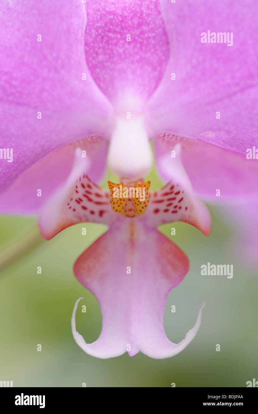 Pink in center of orchid hires stock photography and images Alamy