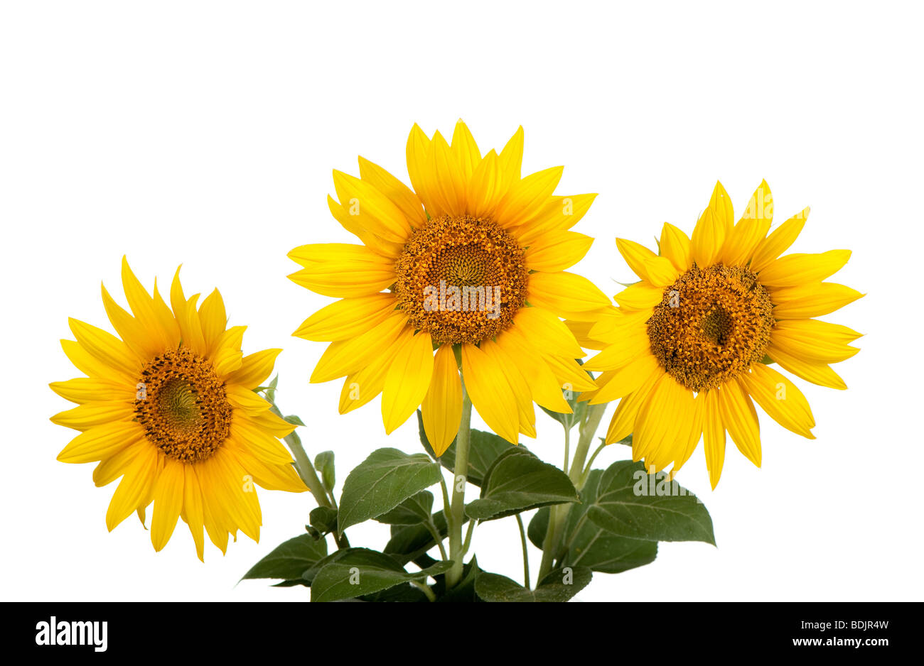Tall plant with large yellow petalled flower that produces edible seeds