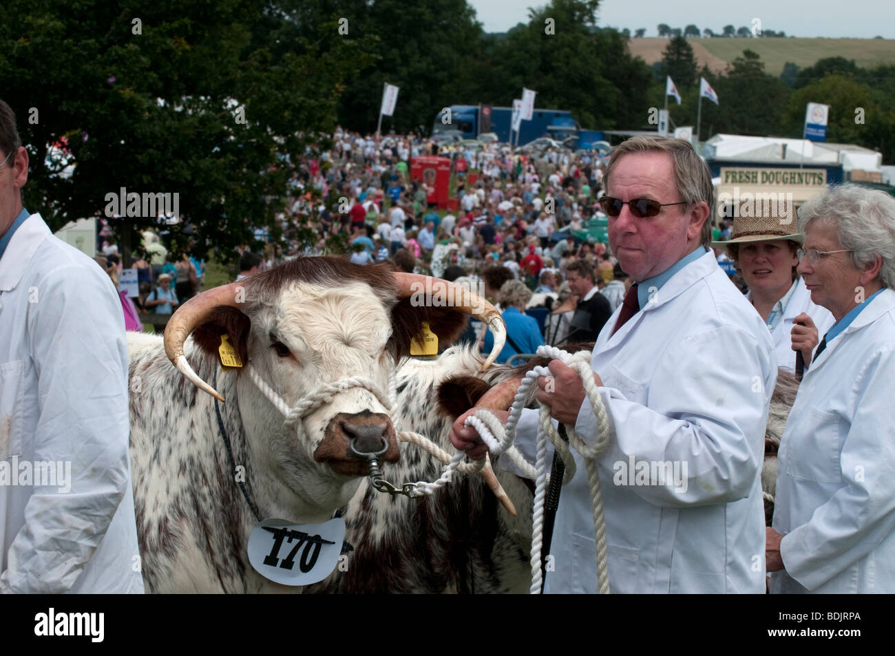 Longhorn Cattle at Burwarton Show Shropshire England Stock Photo - Alamy