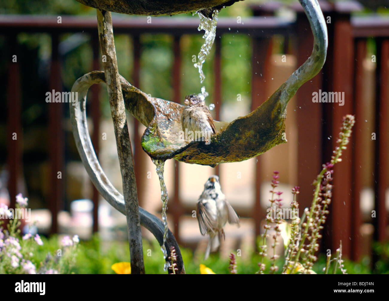 A bird bathing on an ornate water fountain Stock Photo