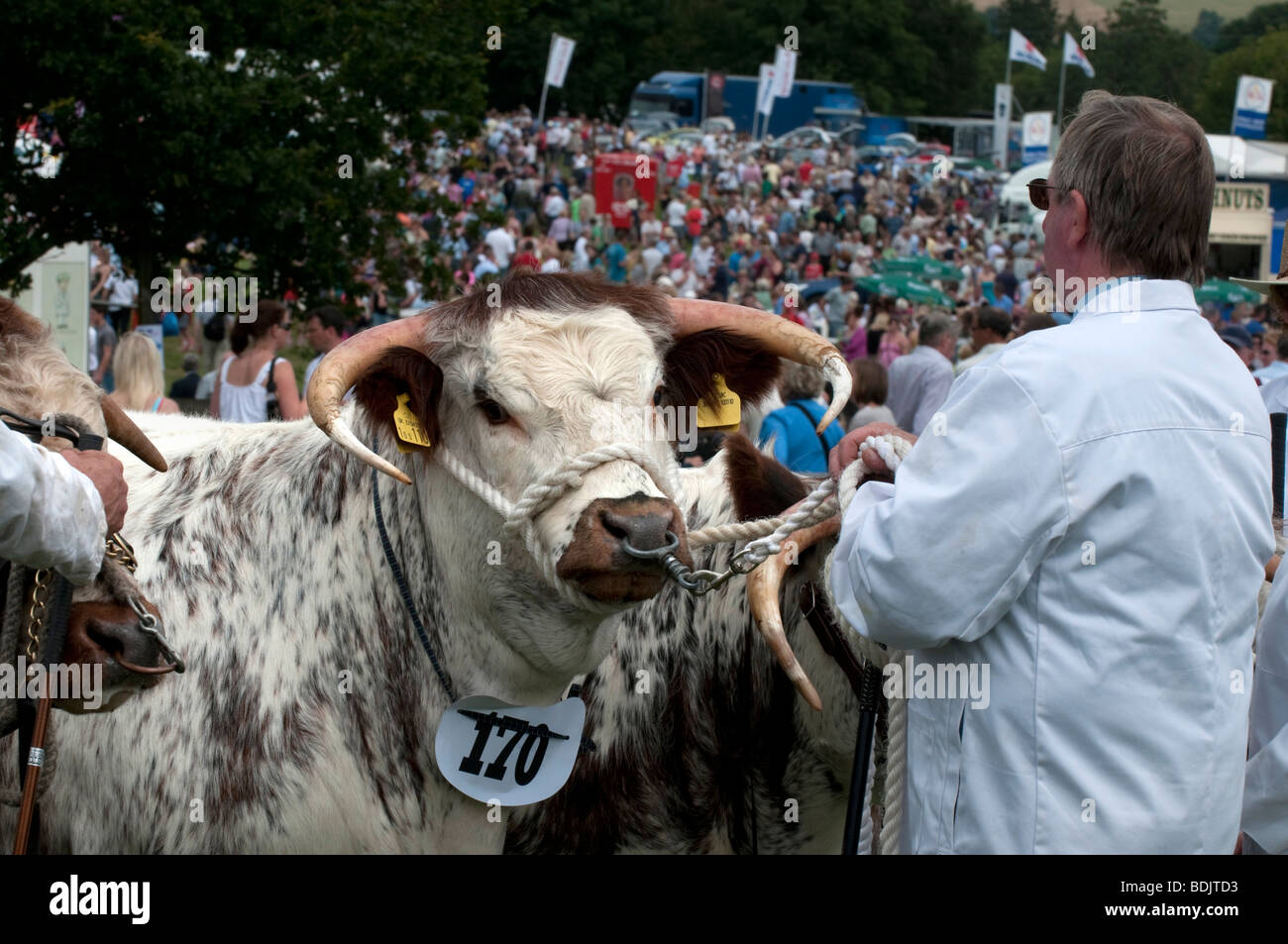 Longhorn Cattle at Burwarton Show Shropshire England Stock Photo - Alamy