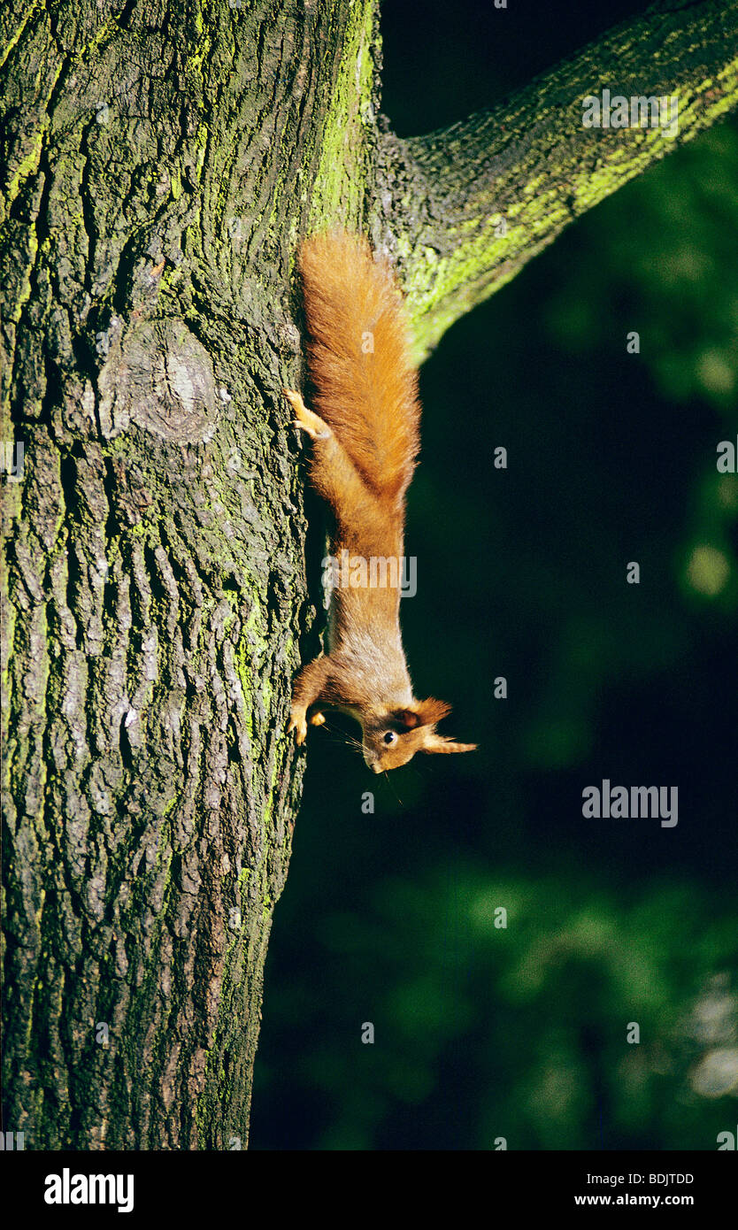 Squirrel running down tree trunk hires stock photography and images