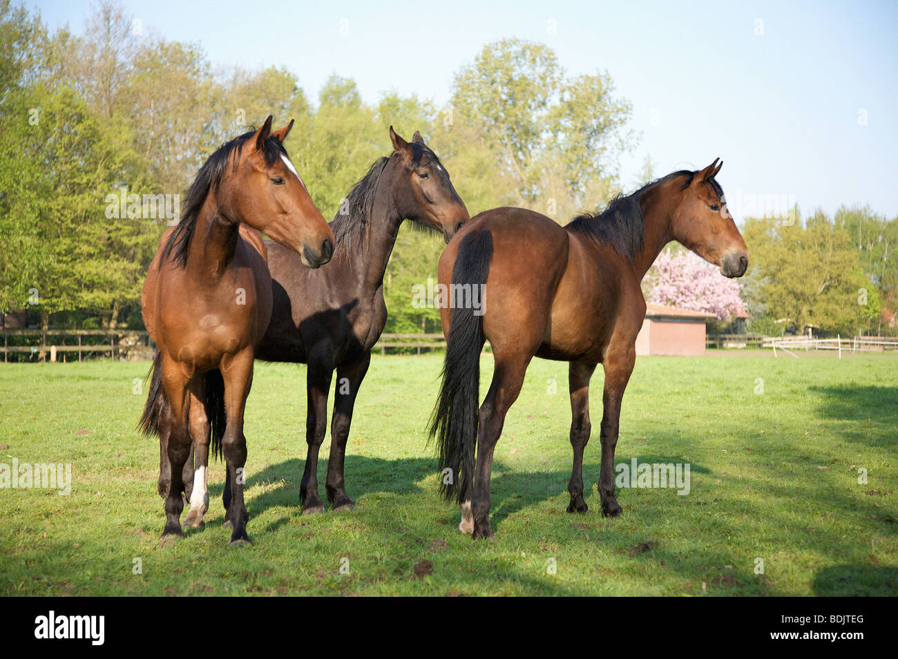 three Hanoverian horses standing Stock Photo Alamy
