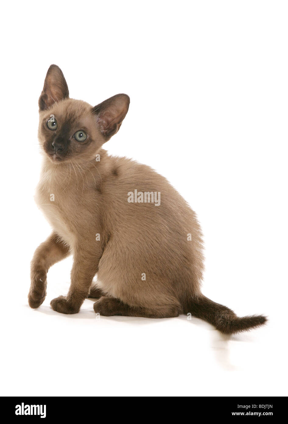 Female domestic cat sitting Cut Out Stock Images & Pictures - Alamy