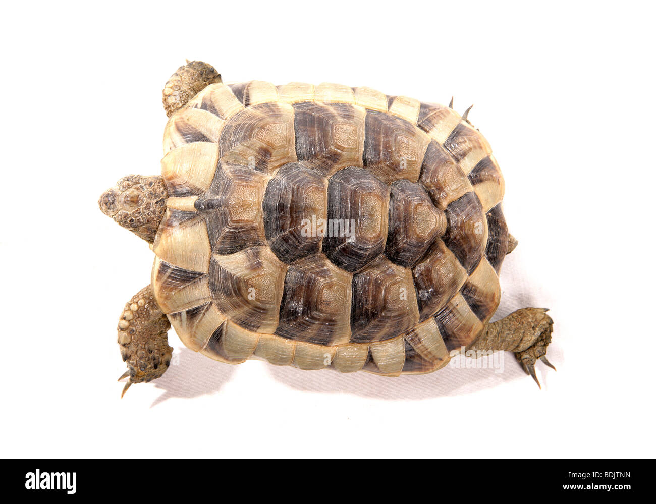 Hermann's tortoise cut out / Testudo hermanni Stock Photo Alamy