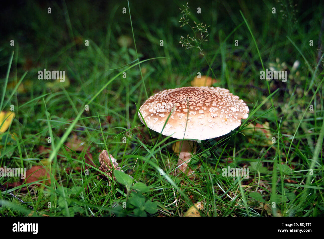 A Blusher mushroom growing in a field Stock Photo