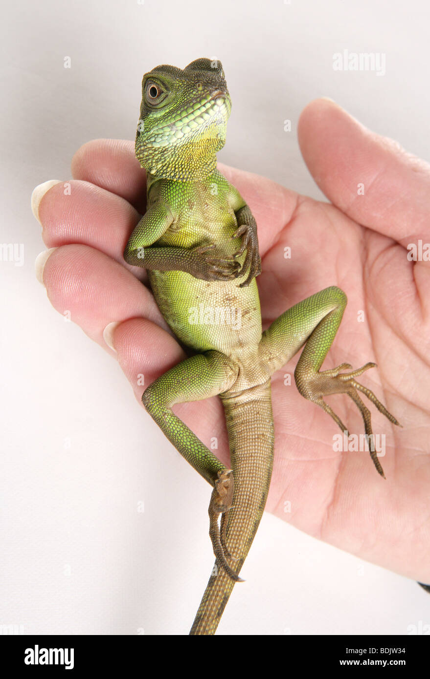 Green Chinese Water dragon - lying on a hand / Physignathus cocincinus Stock Photo