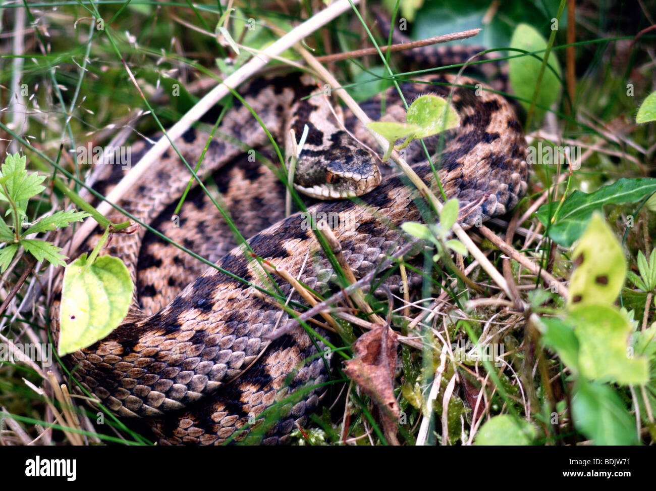 Adder coiled in grass hi-res stock photography and images - Alamy