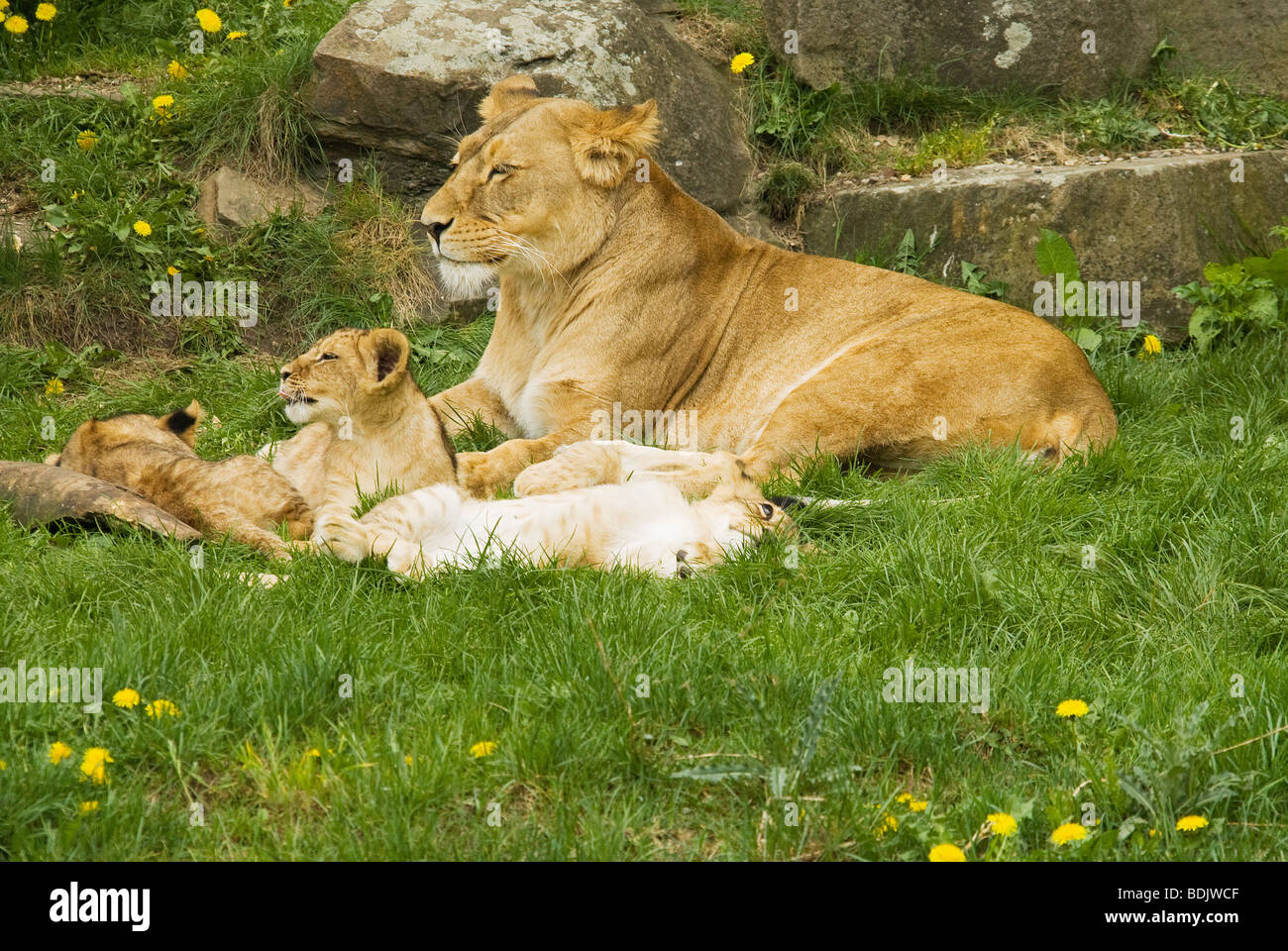 lioness - lying with cubs / Panthera leo Stock Photo - Alamy