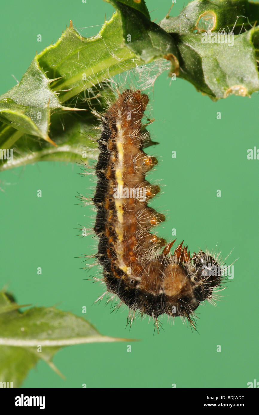 Painted lady caterpillar pupating / Cynthia cardui Stock Photo Alamy