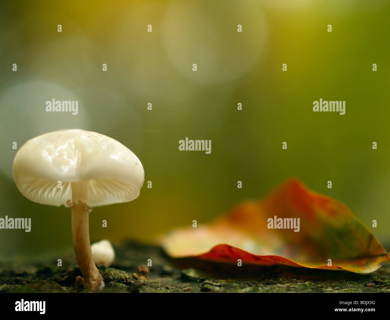 Toadstool mushroom wallpaper hi-res stock photography and images - Alamy