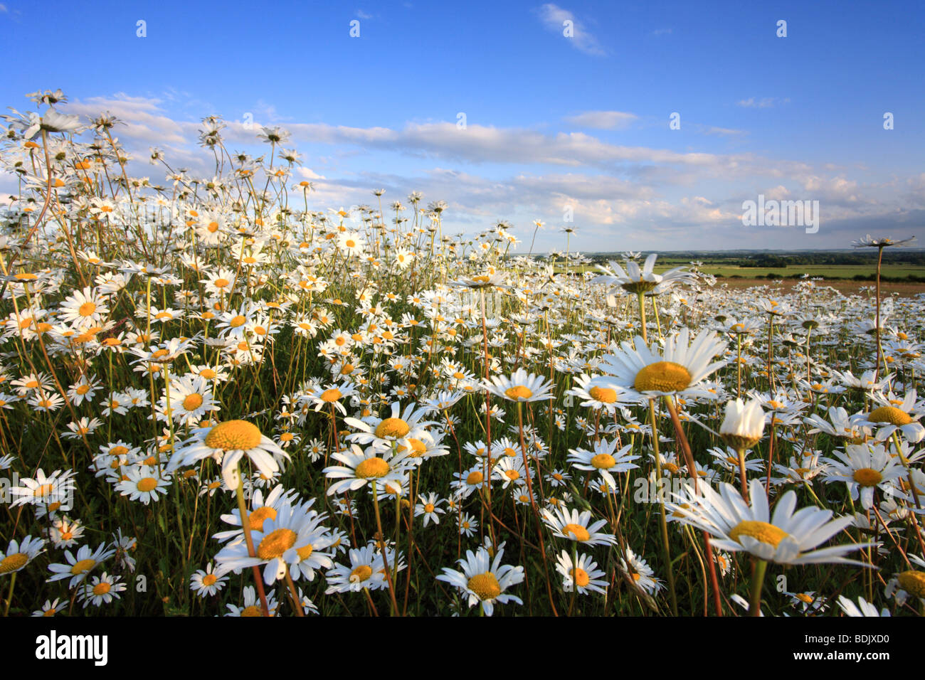 Close up of a field full of 'Common Daisies' yellow white flowers Stock Photo