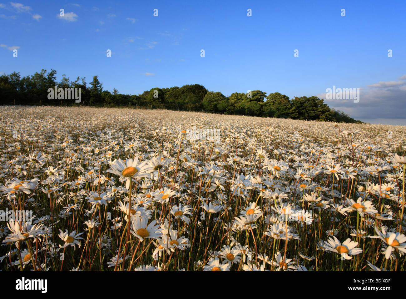 Field of Oxeye Daisies, 'Gog Magog Hills' Cambridge, Summer evening. Stock Photo